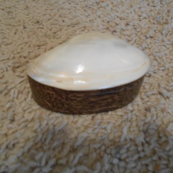 Shell Trinket Box - Picture 2 of 7